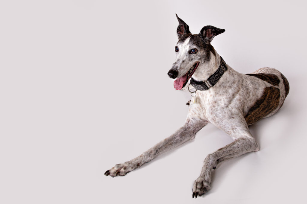Greayhound Dog Portraits, Ajax Ontario
