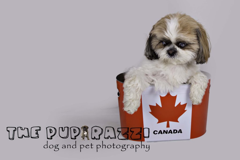 canada day the puparazzi